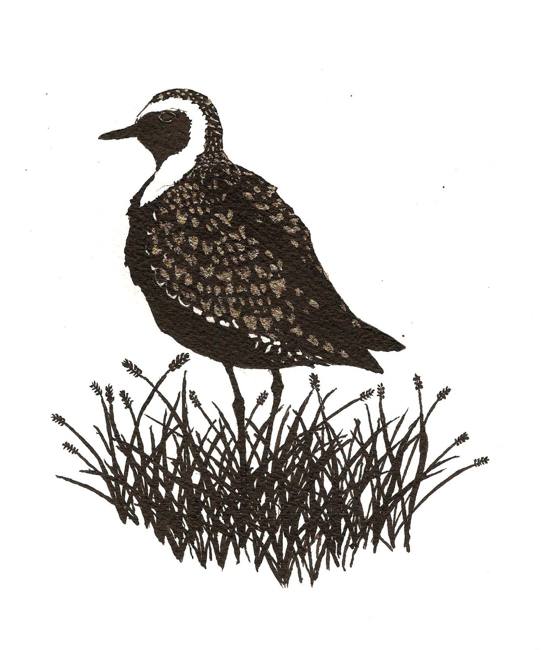 Golden Plover