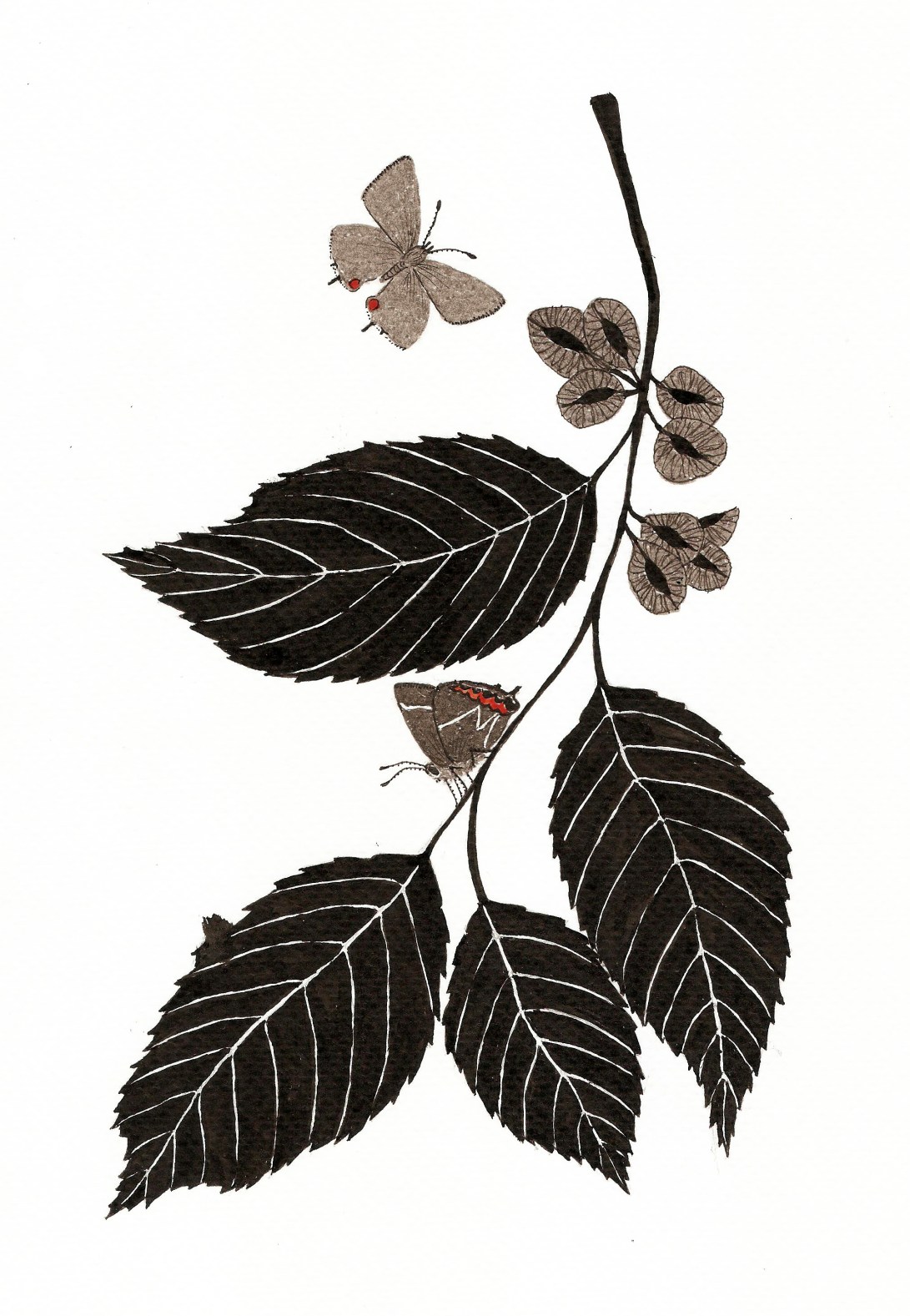 white letter hairstreak